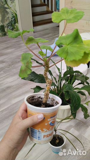 Спатифиллум женское счастье