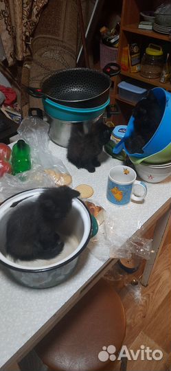 Котята отдам бесплатно