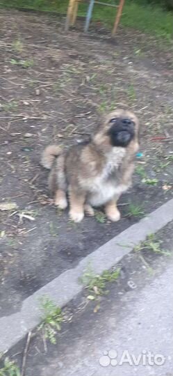 Собаки бесплатно в добрые руки щенок