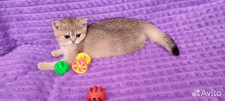 Золотая красотка шиншилла