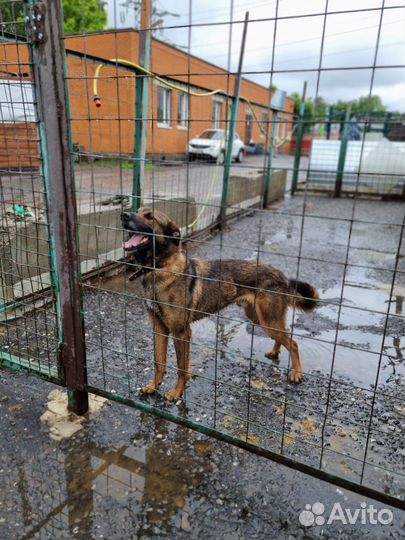 Дружок ищет семью