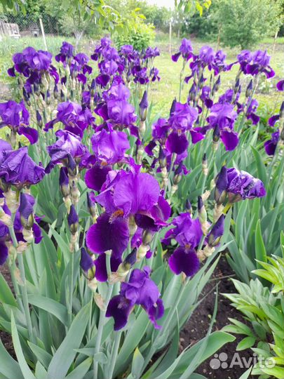 Ирис бородатый