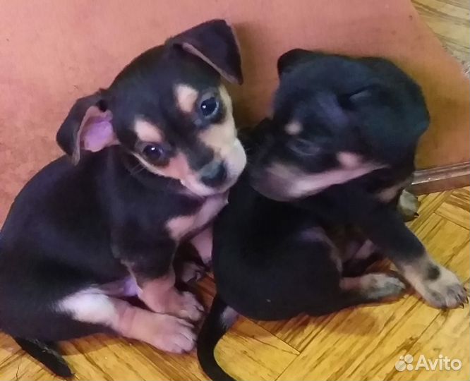 Щенки той-терьер