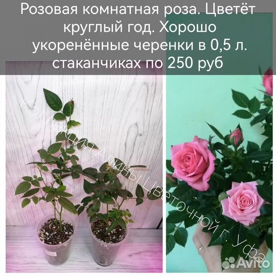 Пентасы,Кроссандры, хойи