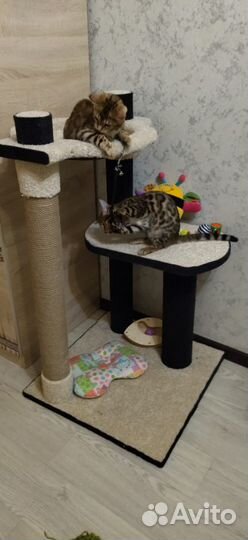 Игровые комплексы для кошек, домики, когтеточки