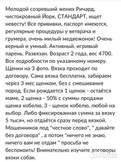 Йоркширский терьер кобель вязка