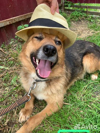 Собака в добрые руки