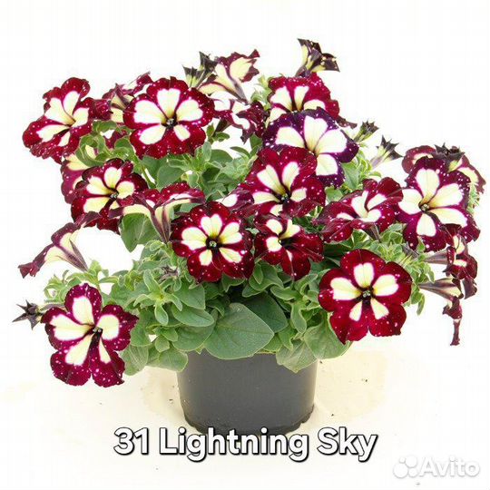 Вегетативная петуния часть 3