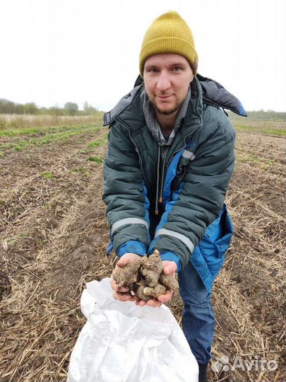 Топинамбур