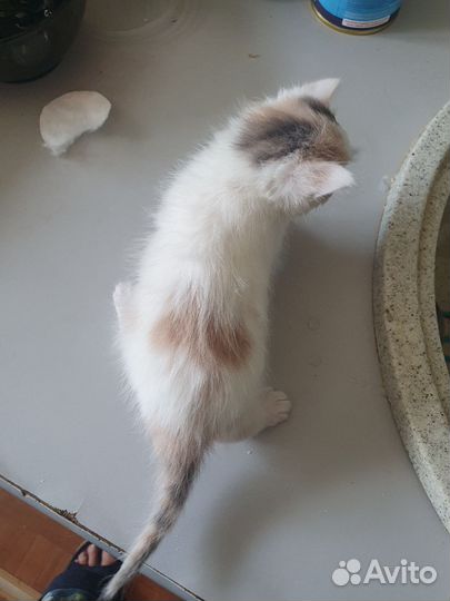 Турецкий Ван. Котята