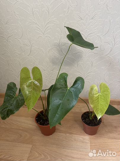 Антуриум Адиос Ред,Фреш Лове,Ягуар Греен