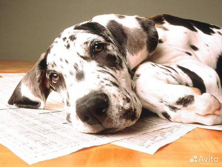 Выгуляю вашего питомца. Прогулка выходного дня