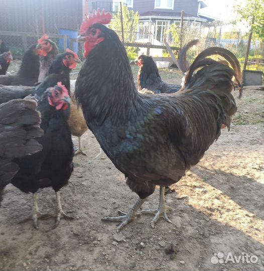 Инкубационное яйцо джерсийский гигант