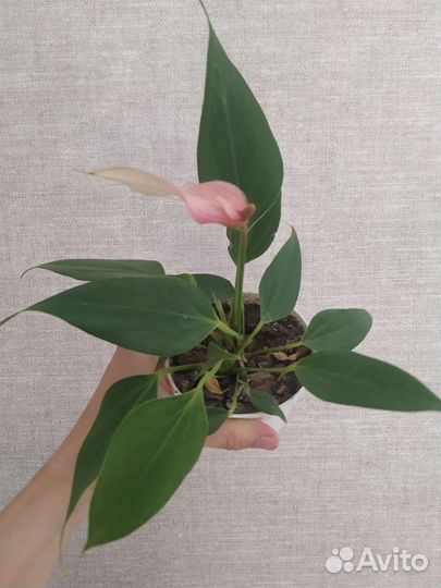 Антуриум лили