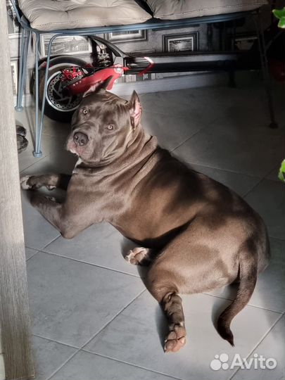 Американский булли XL вязка