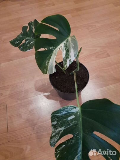 Монстера вариегатная