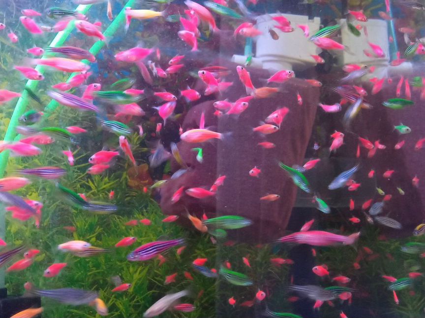 Тернеция glofish, Данио