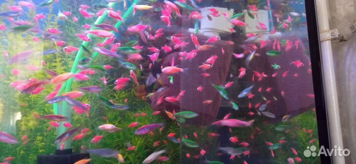 Тернеция glofish, Данио