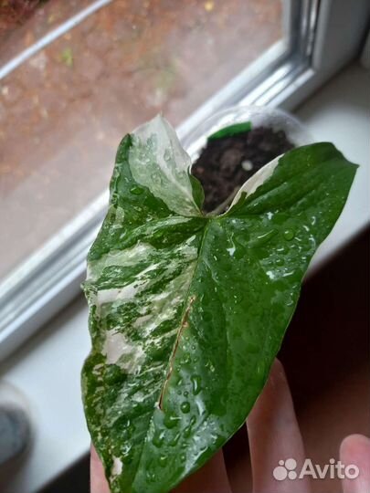 Сингониум Podophyllum varieqata