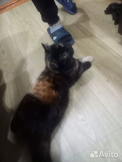 Кошка в дар