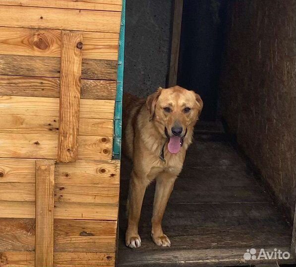 Девочка бесплатно