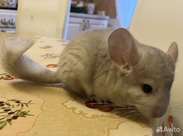 Шиншилла мальчик