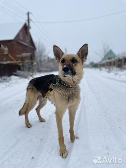 Собака Дара