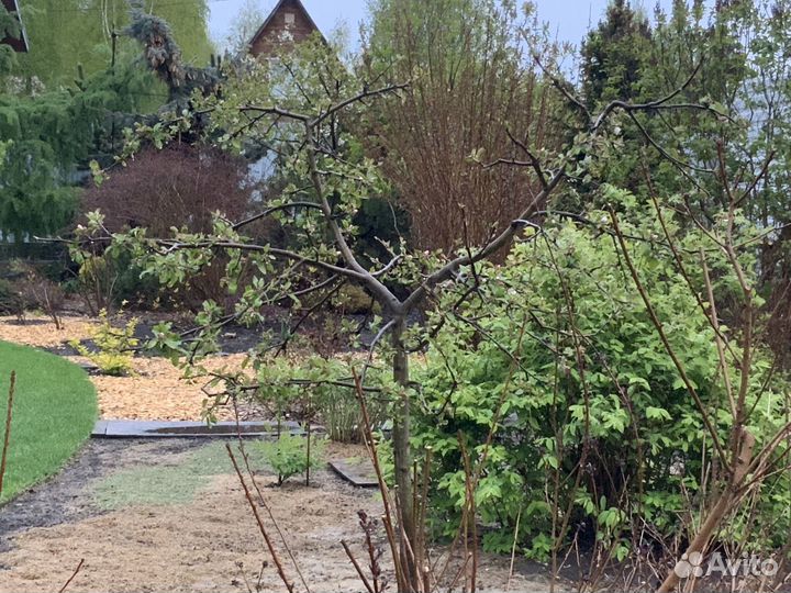 Яблоня карликовая «Чудное» 6ти-летка плодоносящая