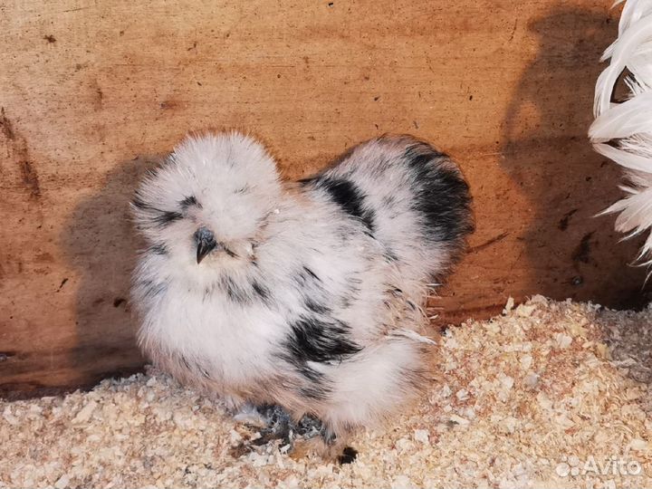 Китайские шелковые куры