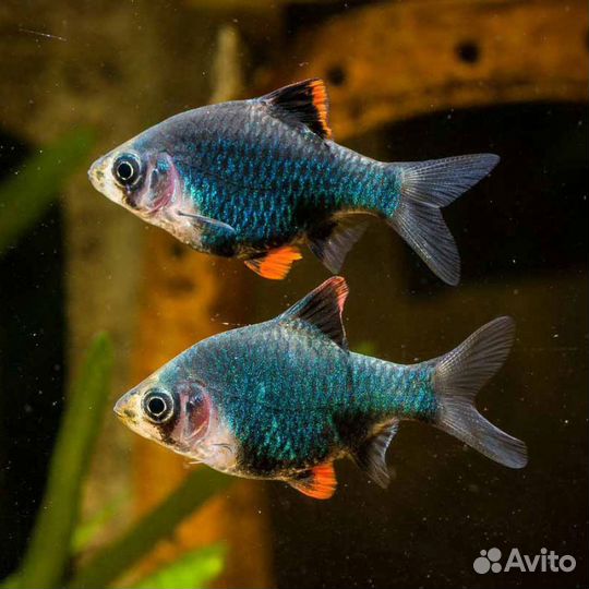Аквариумные рыбки