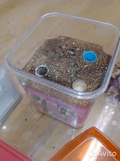 Формикарий для муравьев