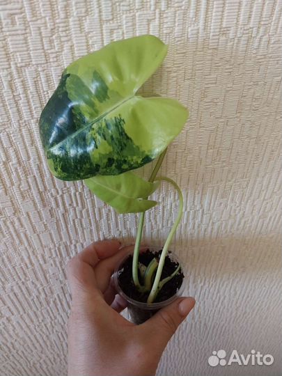 Строманта, крестовник