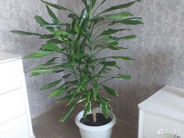 Замиокулькас, драцега голд