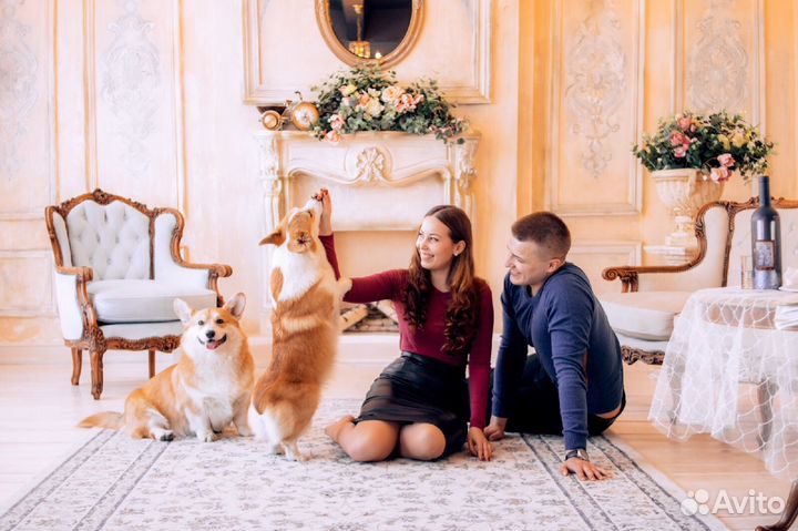 Фотосессия с Вельш Корги Пемброк