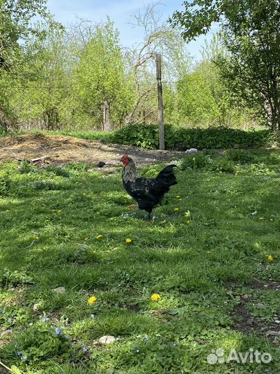 Молодые петухи