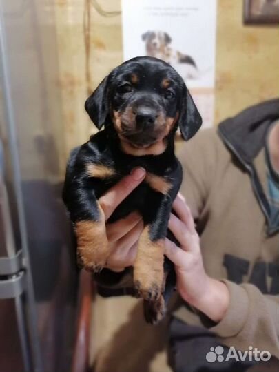 Таксы, хаски и другие породы