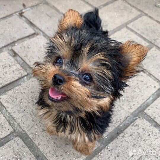 Йоркширский терьер