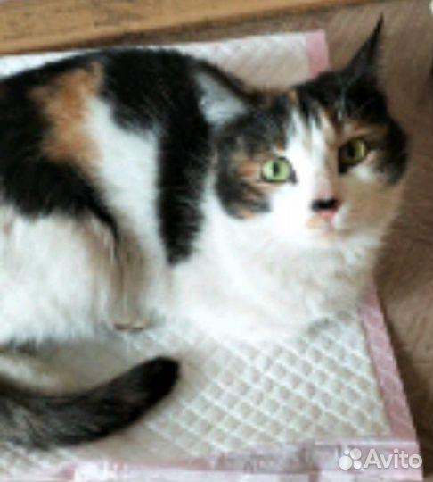 Стерилизованная молодая кошечка