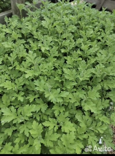 Рассада хризантемы мультифлора