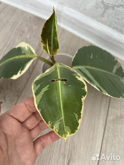 Фикус тинеке