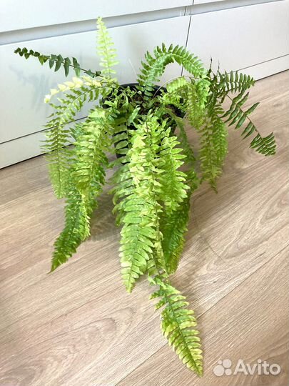 Папоротники