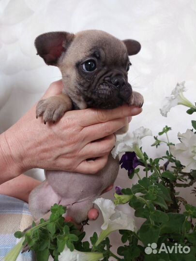 Французский бульдог