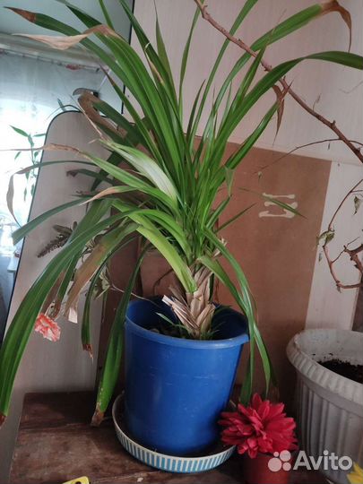 Пальма панданус