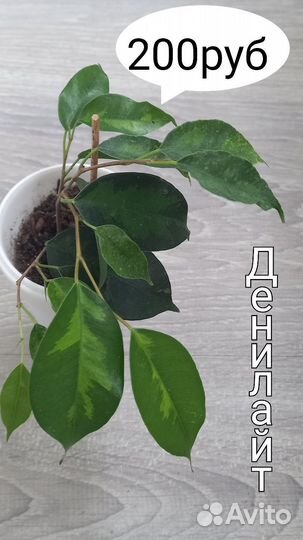 Сортовые фикусы. Кротон Манифест