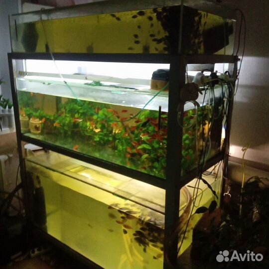 Аквариумы 250 литров