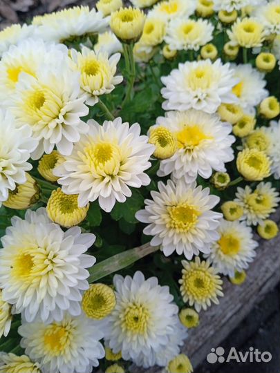 Хризантемы мультифлора