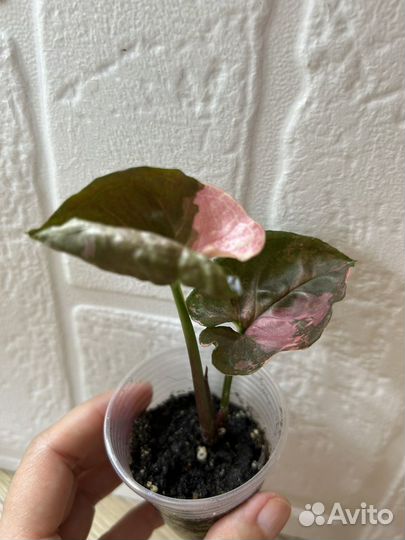 Сингониум клубничный лед galaxy