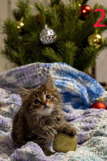 Котята мейкун-метис/сиамцы-вислоухие метисы