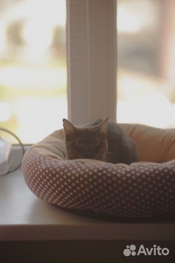 Кошечка в добрые руки