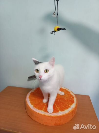 Котик